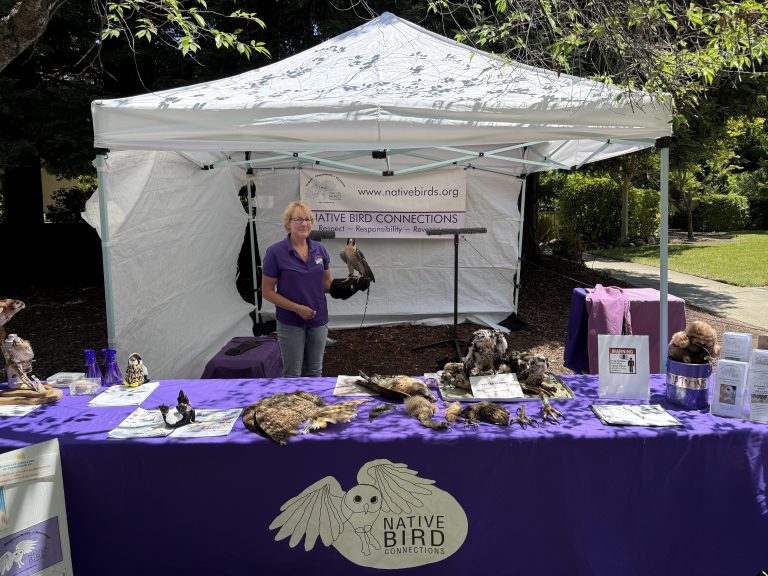 Native Birds Connection Table